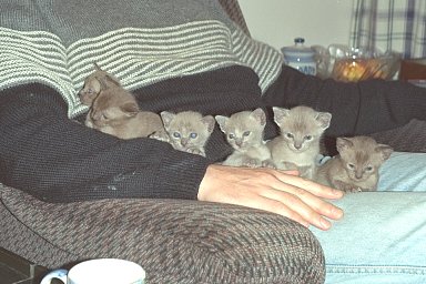 kittens