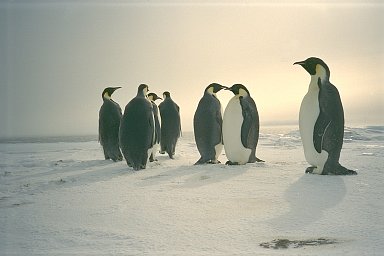 Penguins