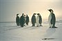 Emperor penguins